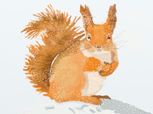 Winter Squirrel