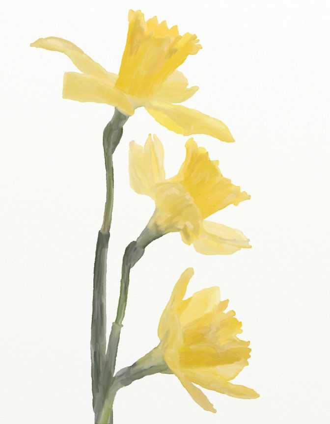 Daffodils Val Hughes Words & Art