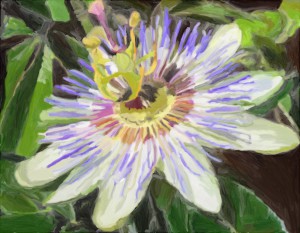 Passionflower