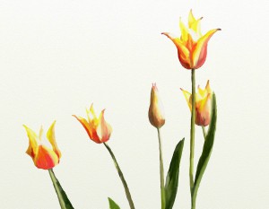 Star gazy tulips adjusted