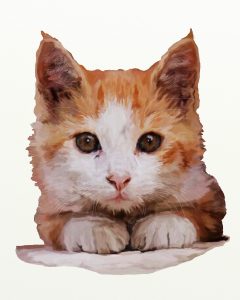 ginger-white-cat-adj