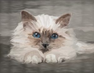 Siamese Kitten & background